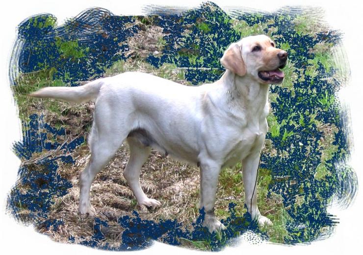 RIVERON`S STIFF LICKER